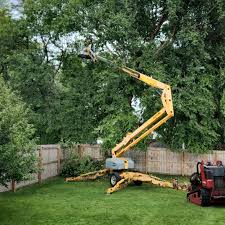 How Our Tree Care Process Works  in  Groveland, ID