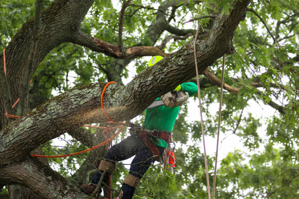 Pest Control for Lawns in Groveland, ID